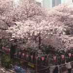 目黒川桜橋の桜ライブカメラ