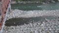 天竜川・宮ヶ瀬水位観測所ライブカメラと雨雲レーダー/長野県松川町元大島