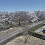 桜の開花時期限定:藤田川ふれあい桜ライブカメラ