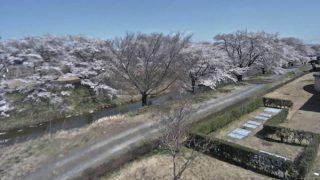 桜の開花時期限定：藤田川ふれあい桜ライブカメラと雨雲レーダー/福島県郡山市